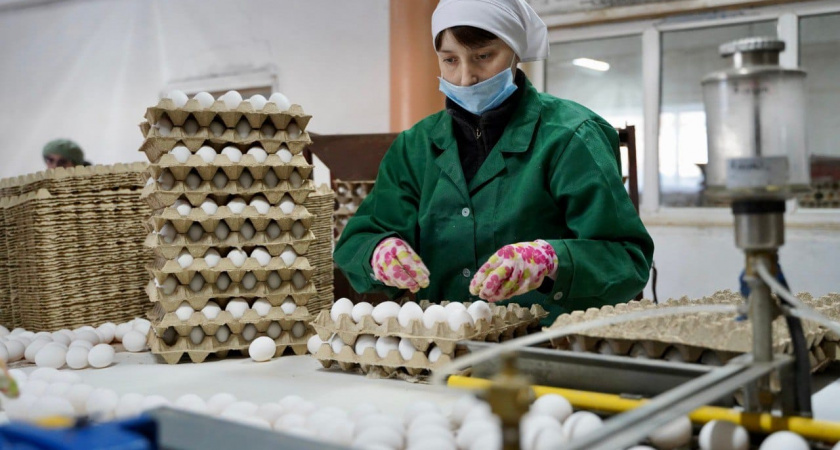 Птицеводство Приангарья демонстрирует рекордные показатели производства яиц