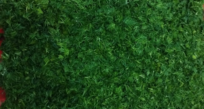 Не петрушка и не укроп: учёные рассказали про самую витаминную зелень