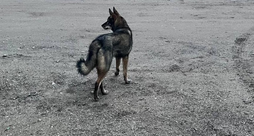 В Иркутской области собака напала на одиннадцатилетнего мальчика