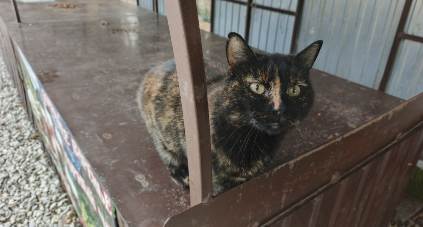 Сколько дней кошка может прожить без еды и воды: эти цифры необходимо знать каждому