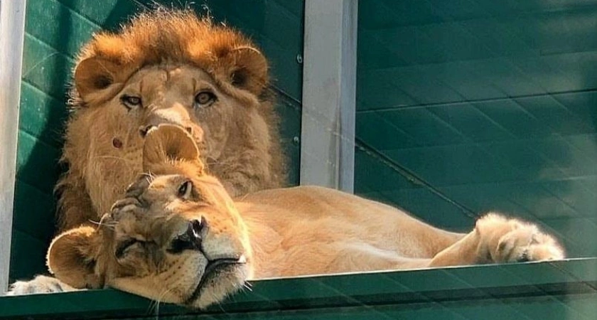 Иркутский зоопарк празднует 20-летие своего знаменитого питомца