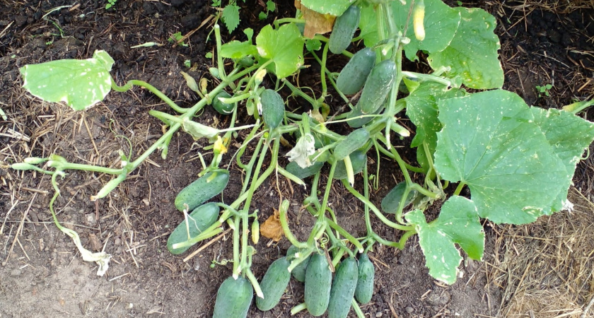 3 худших сорта огурцов - стоят дорого, урожай на любителя: поэтому никогда больше не куплю и не посажу 