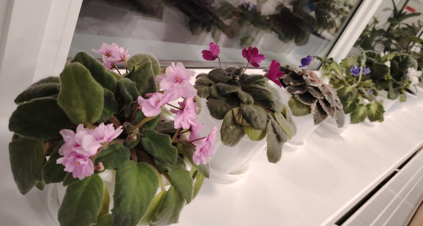 Поливаю фиалки обычным настоем этой кожуры — и они расцветают так щедро, словно в дом пришла весна