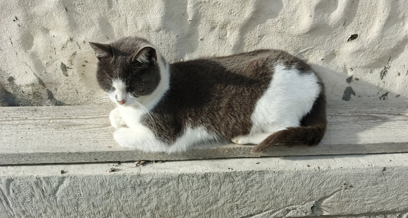 Почему кошки обожают смотреть в окно - запомните раз и на всю жизнь