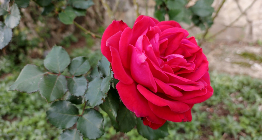 Черенкую розы в ноябре 5 способами. Корни пускает каждый черенок