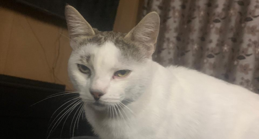 10 очень самых красивых пород кошек - рейтинг опытных заводчиков 2025