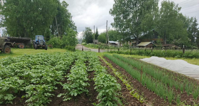 Избавилась от кротов в два счета - нашла классный способ. На моем участке они теперь и носа не показывают