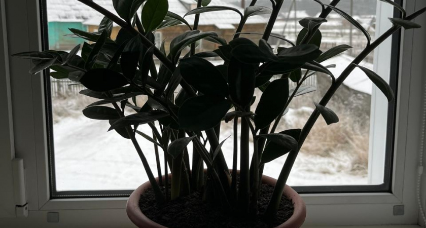 5 трендовых растений, без которых сегодня не обходится почти ни один дом