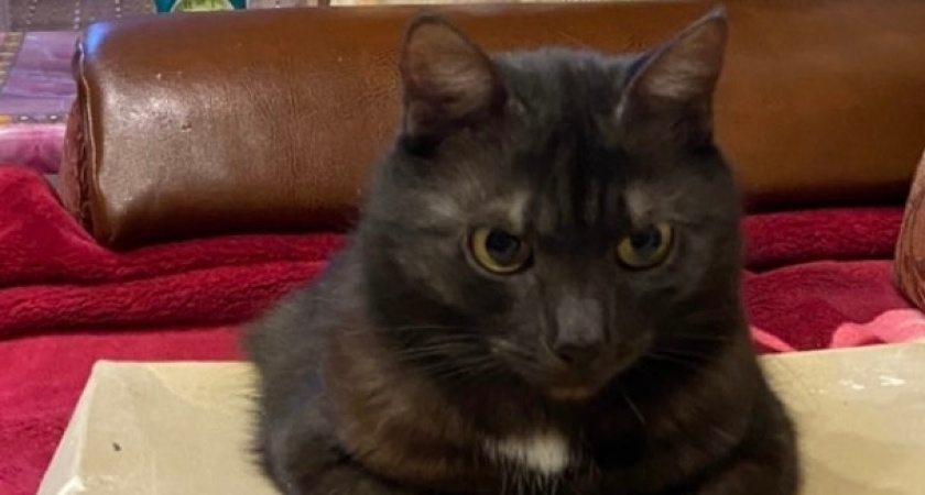 Буква «М» на лбу у кошек: что значит этот загадочный знак - генетика, мифы и любовь