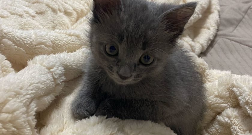 Последний путь: как ведут себя кошки незадолго до смерти - прощание с мурлыкой