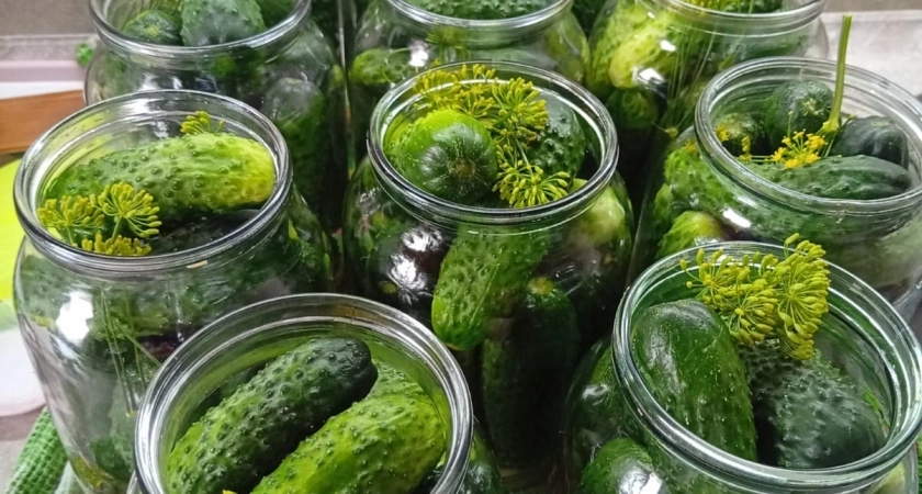 Огурцы на зиму закатываю только так. Не остается даже рассола. Все, кто пробует, просят дать рецепт. Это лучшие хрустящие огурчики