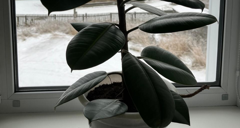 Озеленение в турбо-режиме: 6 комнатных растений, которые растут как на дрожжах и быстро превратят комнату в зелёный оазис