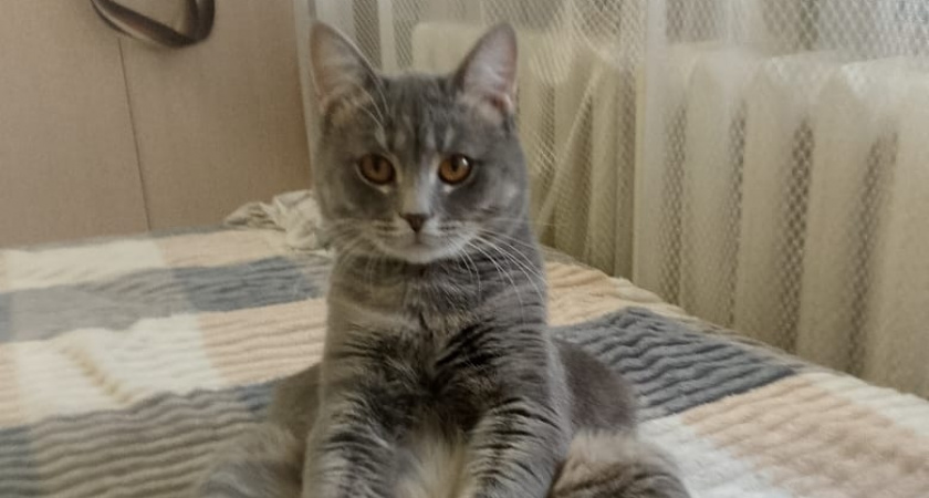 9 сигналов, которые подает кошка, когда просит о помощи