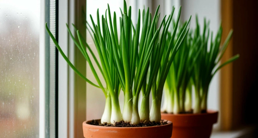 Получаю зеленый лук к новогоднему столу дома: узнала 2 метода вырастить зелень за 6 дней - сочные перья не остановить