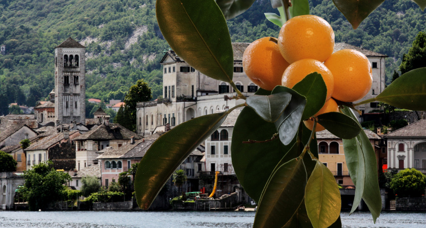 Побывала в Абхазии на сборе мандаринов и хурмы: честно рассказываю, сколько можно заработать и в чем есть подвох