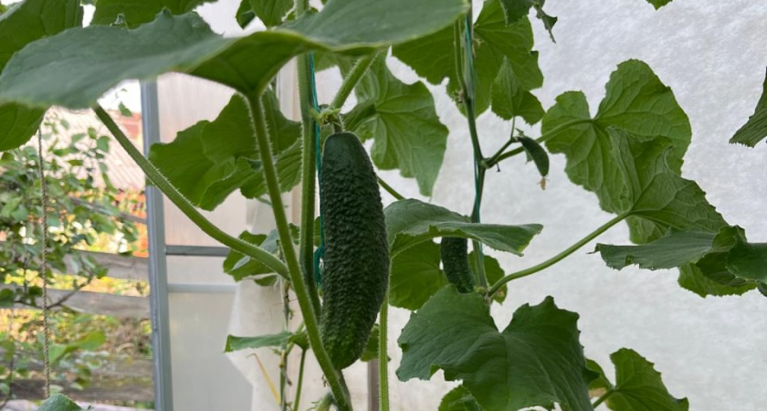 Купила семена в декабре - сорт огурца дает урожай уже на 38 день даже на Севере: фаворит и любимец дачников 