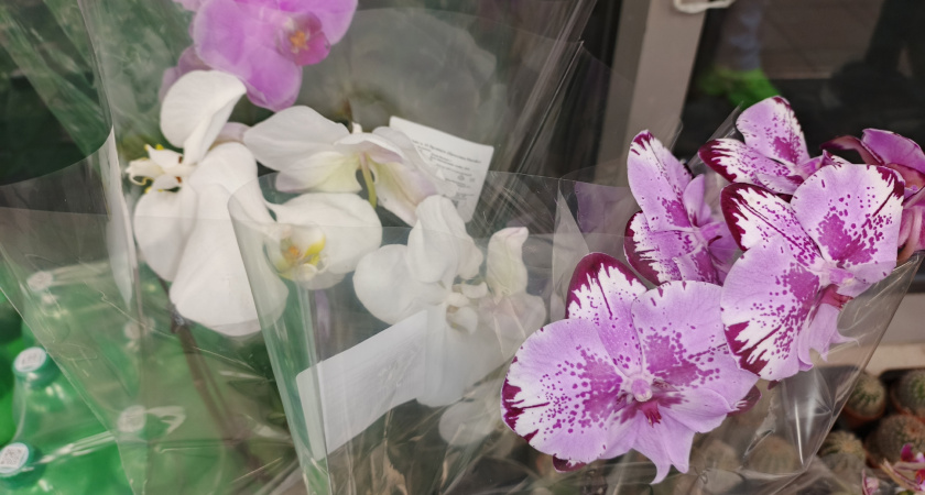 Купил, принёс и это все трудности: 7 растений, с которыми минимум проблем, можно даже не пересаживать