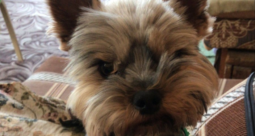 Какие собаки подходят для квартиры: 9 отличных пород для жизни в четырех стенах