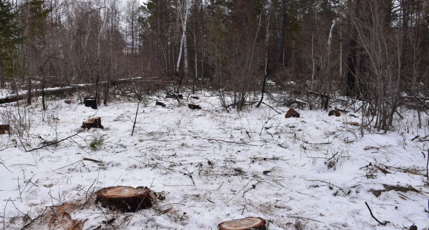 Крупная схема контрабанды лесоматериалов из Сибири раскрыта правоохранительными органами