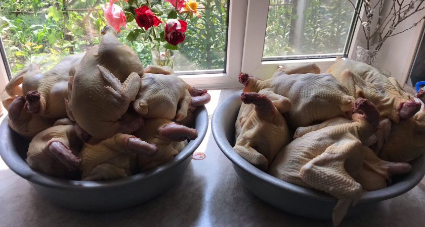 Одна химия вместо мяса: Роскачество назвало бренд филе цыпленка, который не стоит покупать