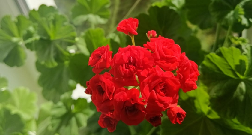 К зиме обрезаю комнатную герань по методике 3-5-7: через месяц пышный куст стоит зеленой шапкой - без единого вытянутого стебля