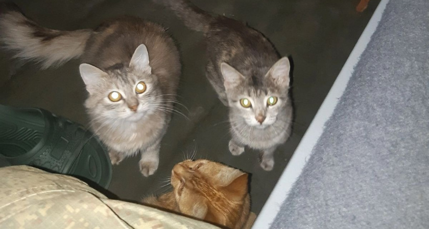 Людям старше 60 лет следует держаться подальше от кошек: ученые рассказали почему