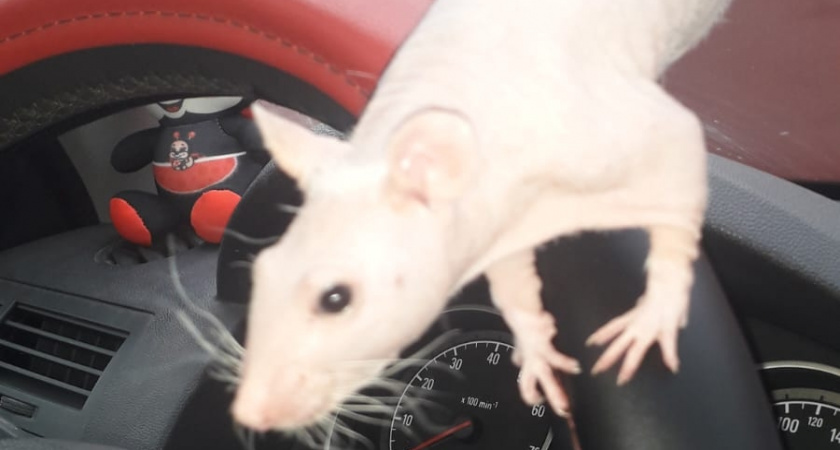 Соседи не верят, но это работает: как я защищаю свой дом от грызунов без единой ловушки