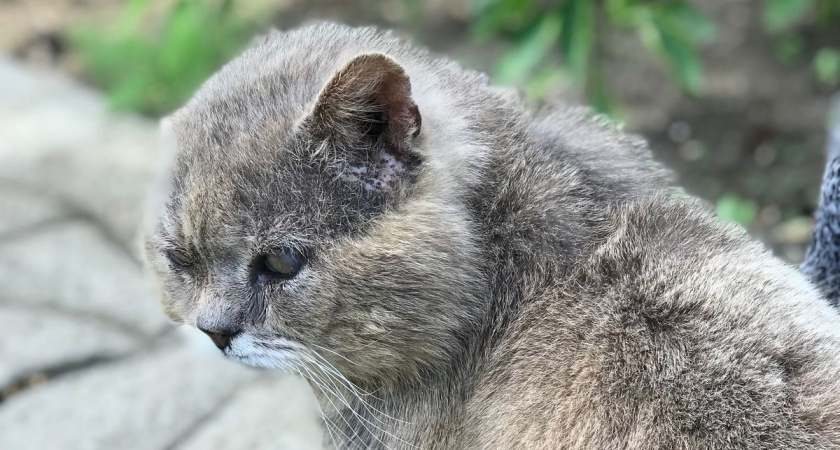 Как сделать так, чтобы кошка пила много воды: 5 хитрых трюков - и любимица сама будет вовремя восполнять свой водный баланс