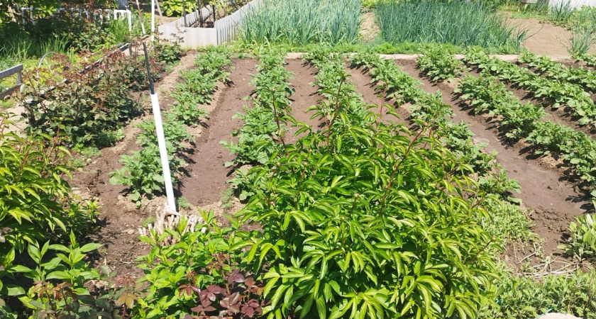 Почему я не позволяю родственникам помогать мне с огородом и вам не рекомендую: запомните раз и на всю жизнь