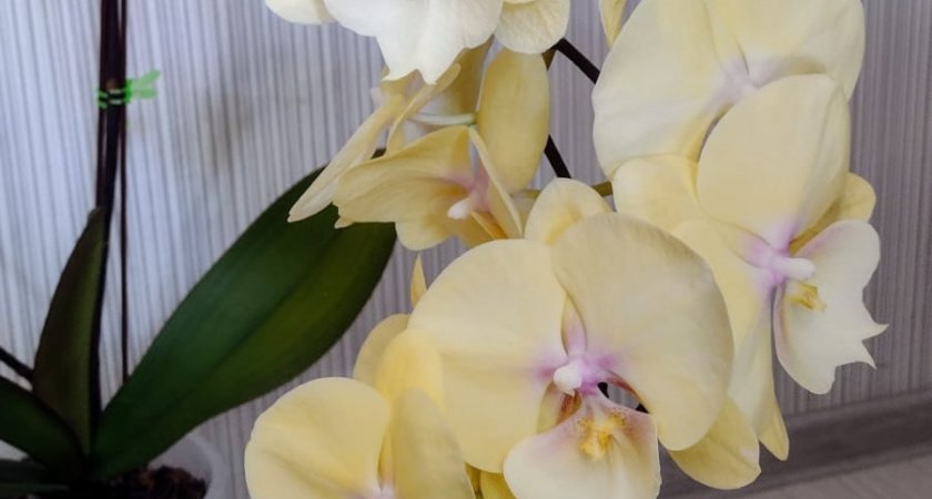 Поливаю орхидеи своим простым напитком — и они цветут пышнее и дольше, чем после магазинных удобрений