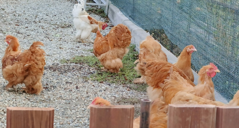 Нужен ли курам петух? Разрушаем мифы и находим правду