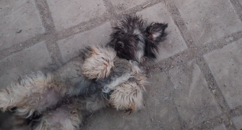 10 самых любимых пород собак в России: почему именно они пользуются популярностью