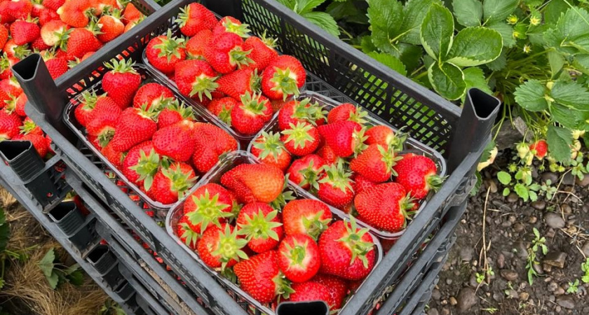 Финское клубничное «рабство»: как я решилась поехать на сбор клубники в Европу - сколько получилось заработать