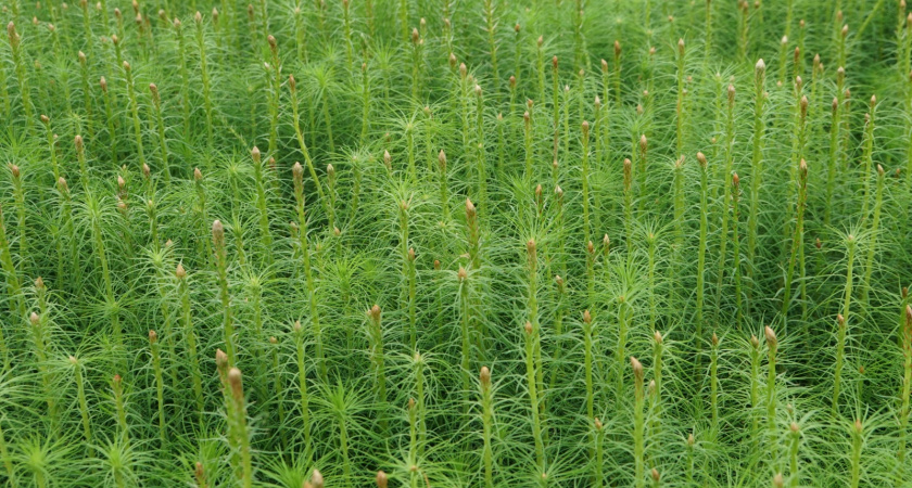 Иркутская область превысила плановые показатели по восстановлению лесов в 2025 году