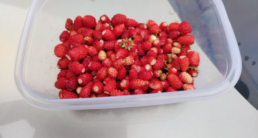 Выращиваю землянику в 5-литровых банках на подоконнике: узнала 5 "домашних" сортов и нужный грунт - сочные ягоды ежедневно в тарелке