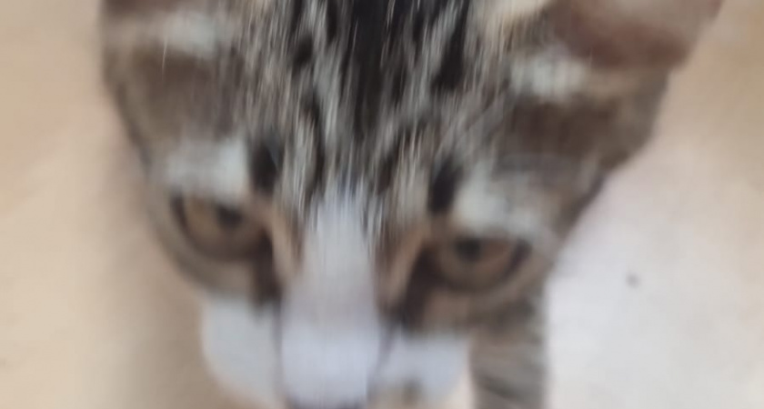 Какие люди притягивают к себе кошек, а какие отталкивают: запомните раз и на всю жизнь