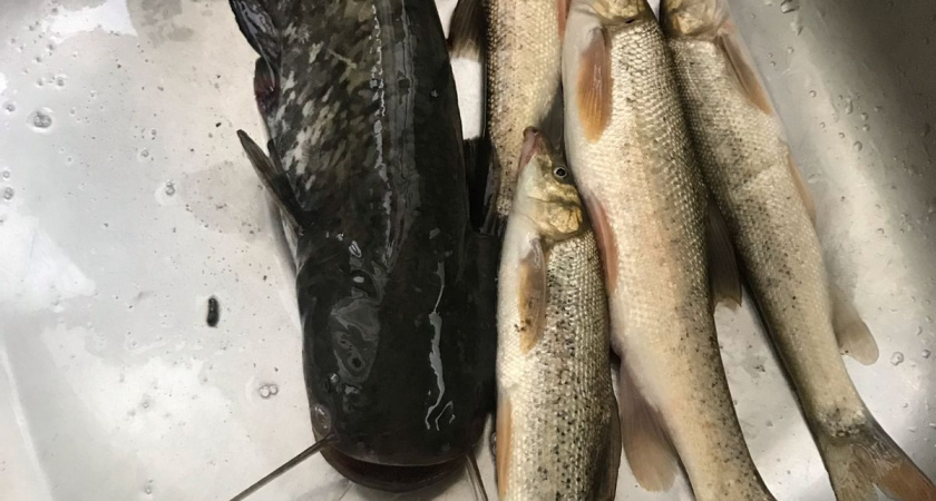 Названа самая полезная для человека рыба на зиму - кушайте дважды в неделю: богата Омега-3, селеном, фосфором и хороша на вкус