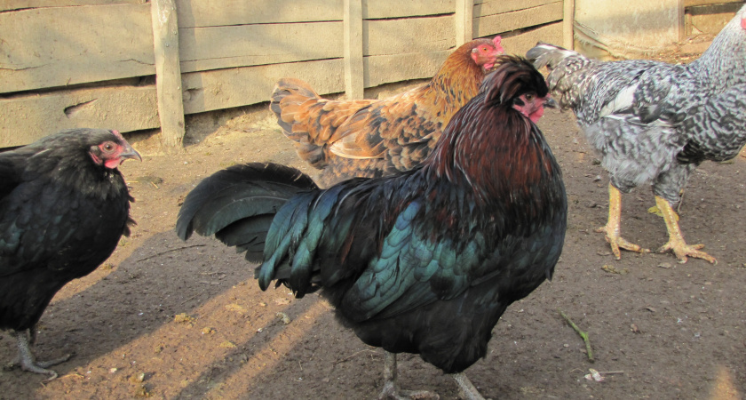 Лучшие куры для дома – породы несушки и на мясо: обзор топовых пород