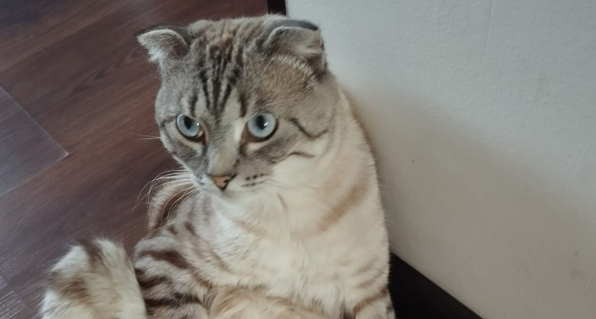 Сколько лет могут прожить кошки при благоприятных домашних условиях - ветеринары дали конкретный ответ