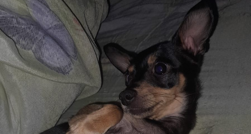 Как собаки воспринимают человека – собачий взгляд на хозяина сквозь призму чувств?