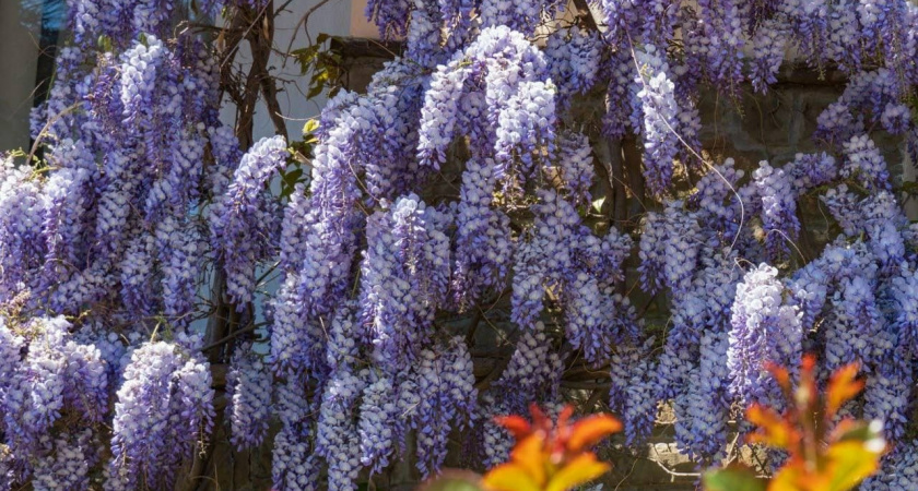 Посейте сейчас - порадуетесь весной: какие многолетники стоит сеять в декабре для роскошных клумб