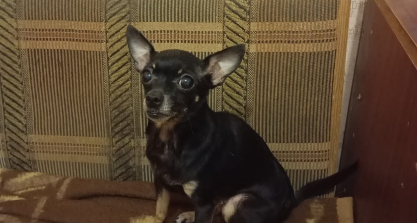 Какие собаки подходят для квартиры: 9 отличных пород для жизни в четырех стенах