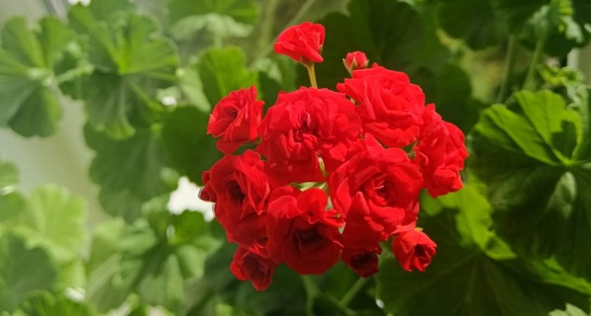 Зимой — как летом: делаю раствор из 2 компонентов и герань в отличном состоянии всегда