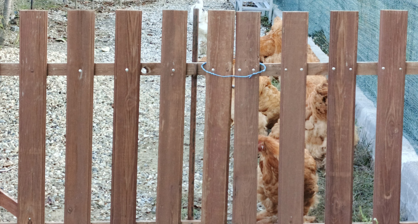 Как обойтись без отопления в курятнике зимой: 4 ложки этого настоя — лучшее решение куроводов