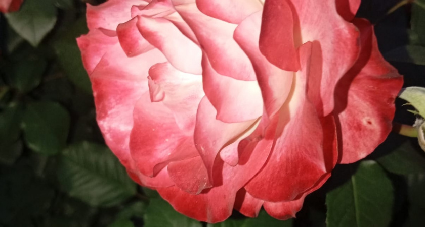 Черенкую розы 7 методами. Корни пускает каждый черенок