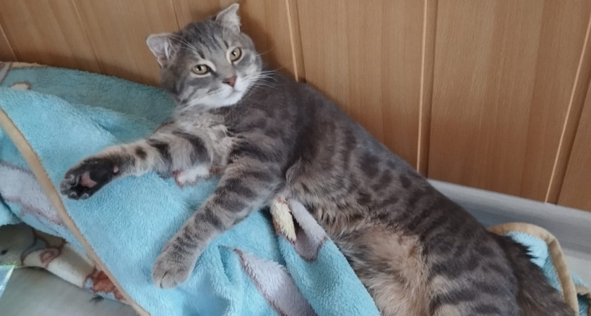 Как сон с кошкой сокращает продолжительность жизни человека: как обезопасить себя и свою семью