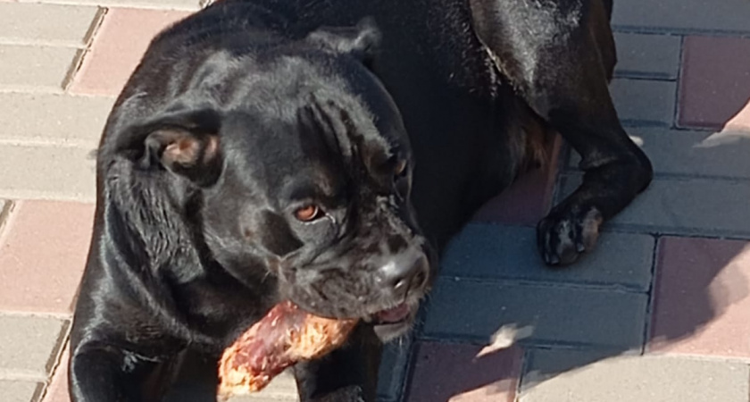 Почему не стоит кормить собак после 17 часов?