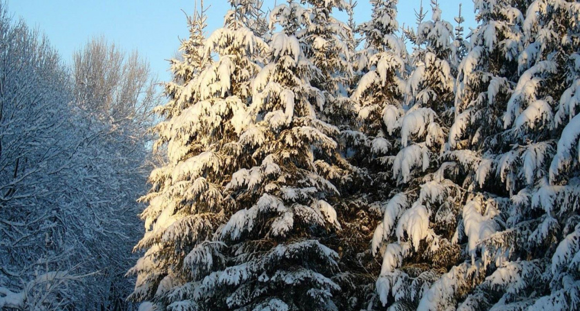 В Иркутской области стартовала операция "Метель" по охране хвойных лесов перед Новым годом