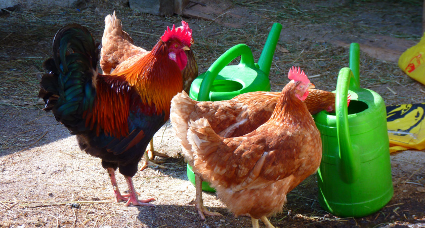 Куры Хайсекс Браун: всё, что нужно знать о популярной яичной породе