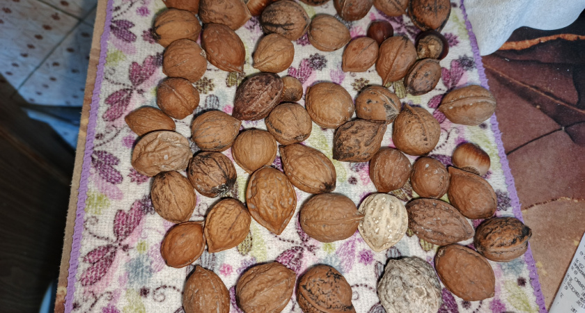 Сосед по даче собирал скорлупу от грецких орехов: только сейчас мы поняли зачем он это делал - тоже кинулись